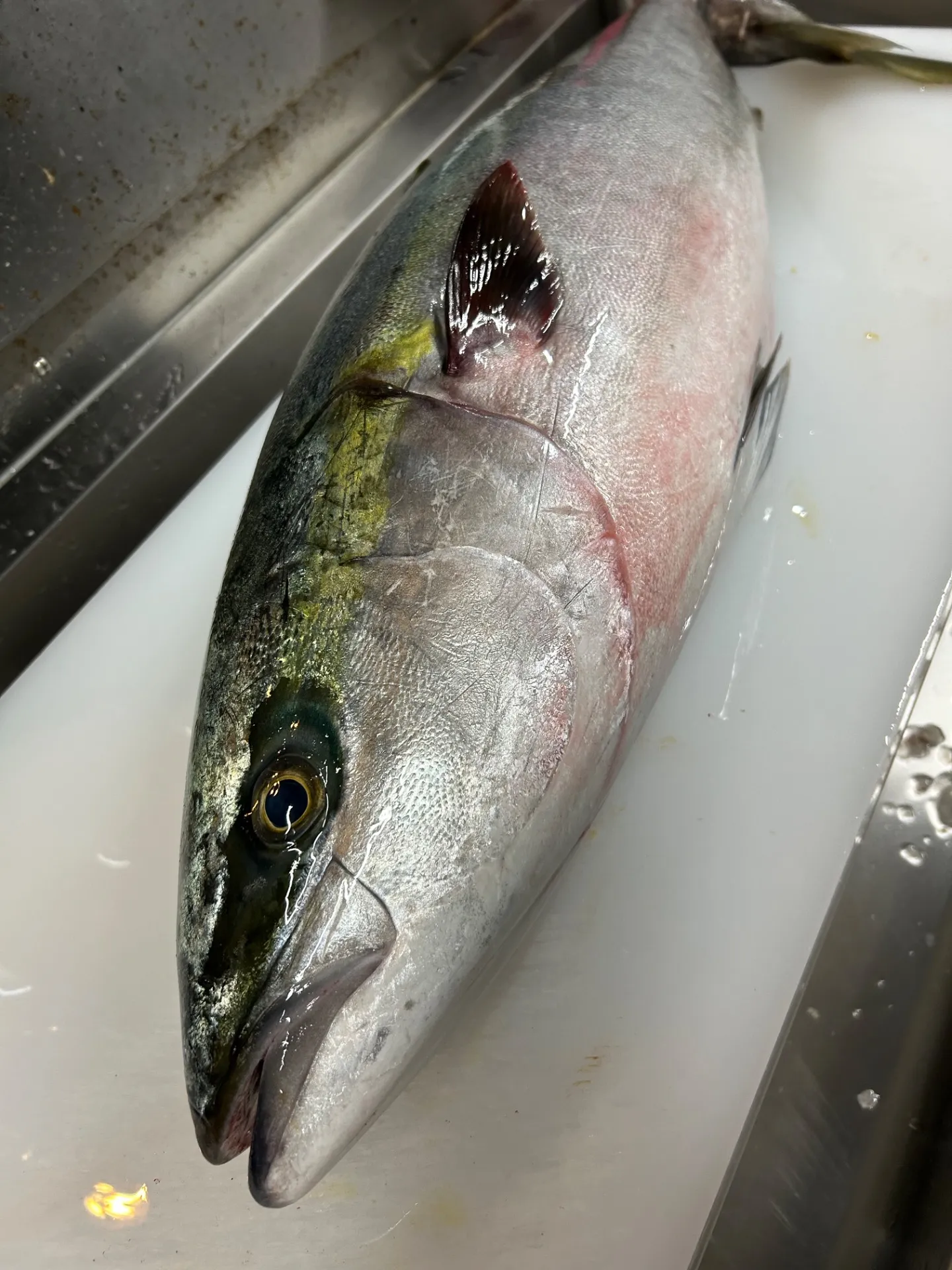 鳥取県境港 天然ブリ